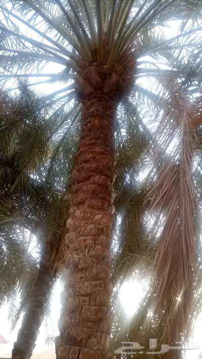 السلام عليكم نداء لاصحاب المزرع النخيل يوجد لدينا عمال 1