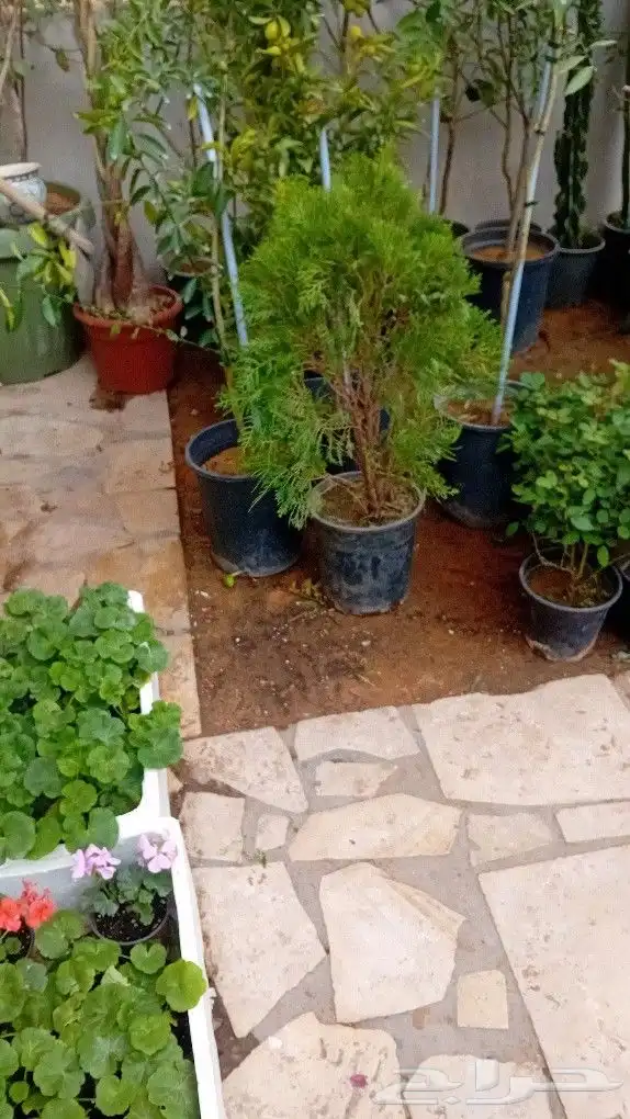 مزارع الشتلات وقص وقلع الأشجار وبيع الزهور 5