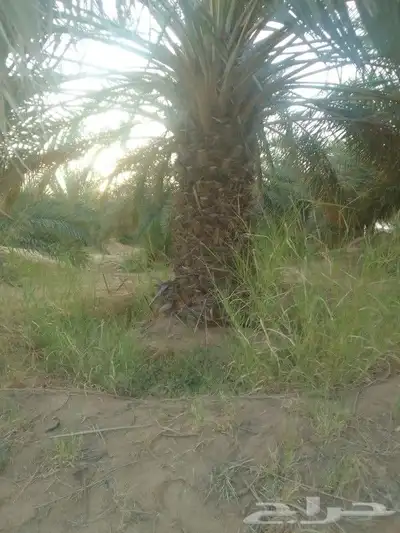 السلام عليكم نداء لاصحاب المزرع النخيل يوجد لدينا عمال 2