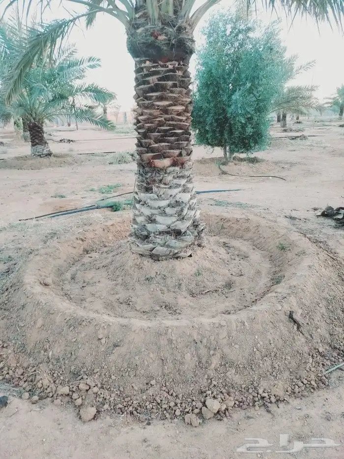 لشغل النخيل تكريب تحويض تشويك 1