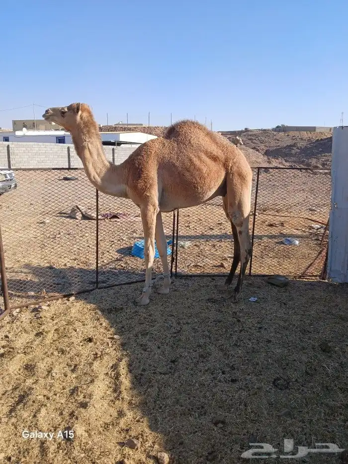 قعود اللبيع 0