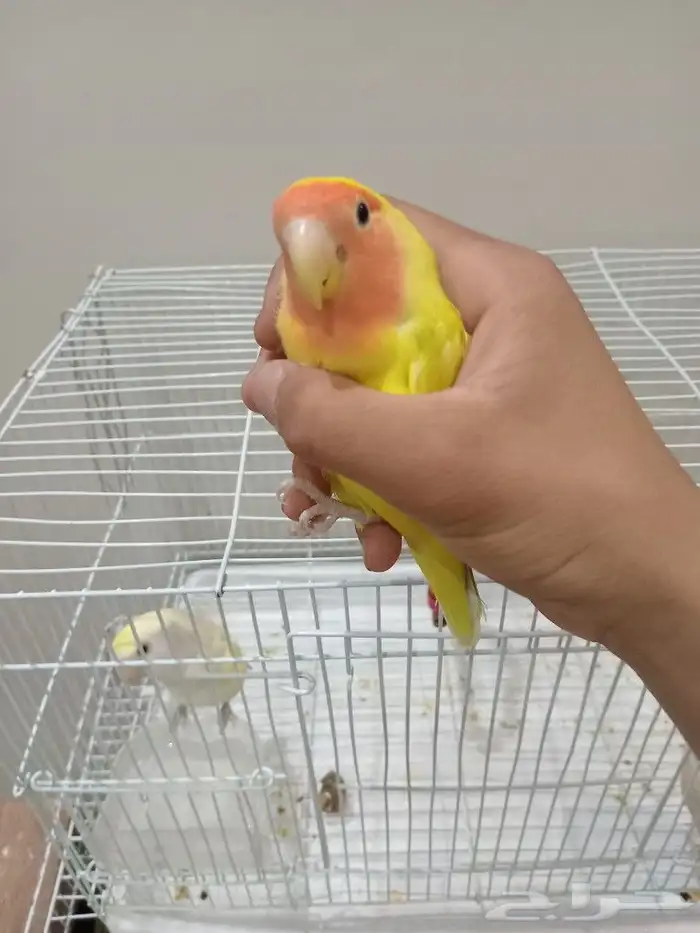 جوز روز للبيع 1