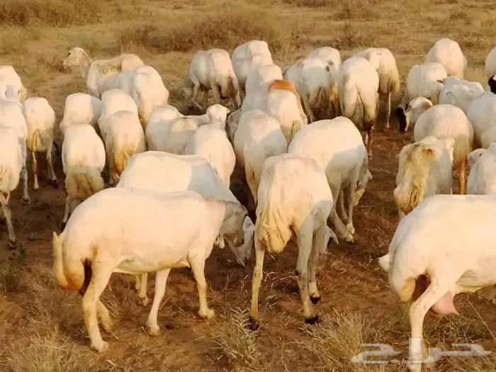 ارض غنم العدد 70 دفين السن اثنين وربع اوسديس ولفاف طرا 0