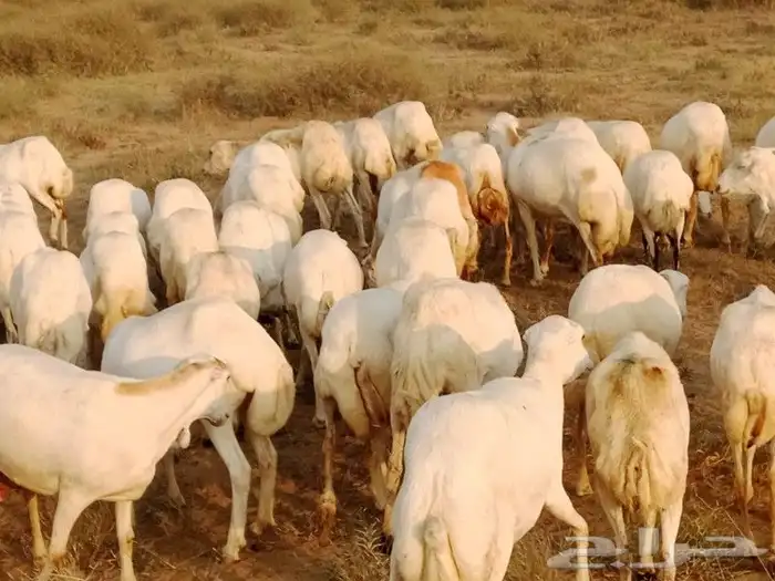 ارض غنم العدد 70 دفين السن اثنين وربع اوسديس ولفاف طرا 3