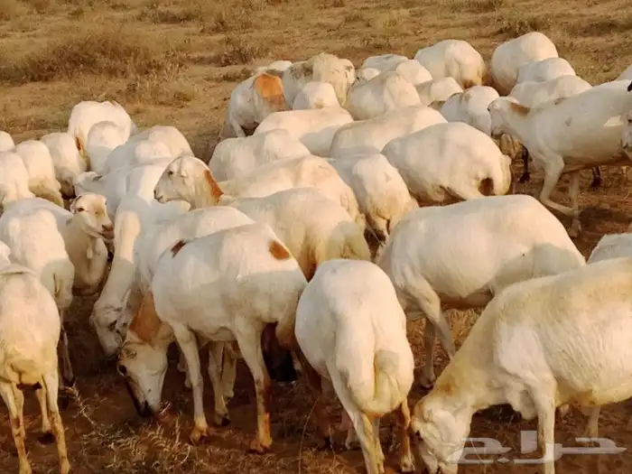 ارض غنم العدد 70 دفين السن اثنين وربع اوسديس ولفاف طرا 2