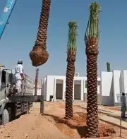 توجد لدينا جميع انواع النخيل الزينه والمثمر العربي جميع مقاس 8