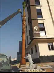 نخل واشنطني زينه البيع 3