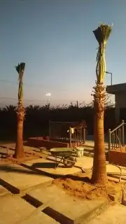 توجد لدينا جميع انواع النخيل الزينه والمثمر العربي جميع مقاس 5