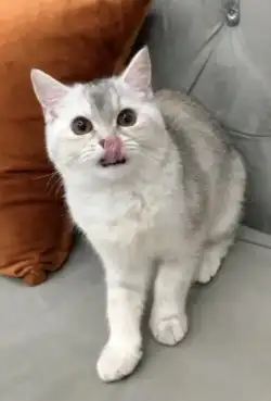 أنثى سكوتش استريت 0