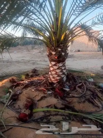 نخيل جوده عاليه الغاط المجمعه الزلفي شقراء الدوادمي 1