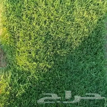 ثيل مزاع الخرج درجه اولى C2000 وانتورو وفرنسي توريد 4