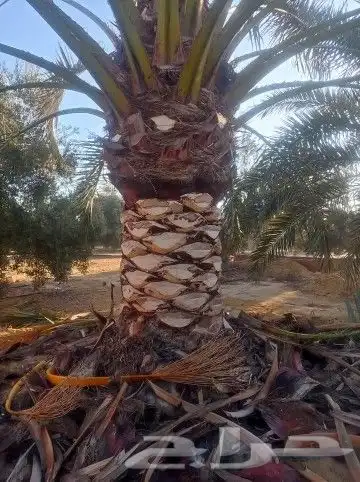 نخيل جوده عاليه الغاط المجمعه الزلفي شقراء الدوادمي 4