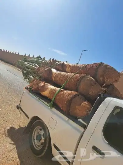 توجد لدينا جميع انواع النخيل الزينه والمثمر العربي جميع مقاس 0