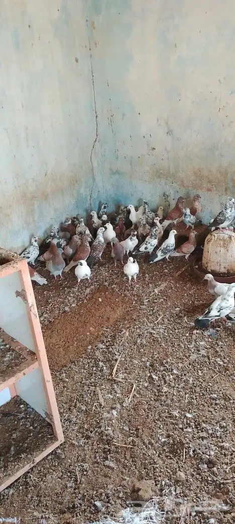 حمام باكستاني وبلدي احمر وابيض الموقع حلي كنانه 0