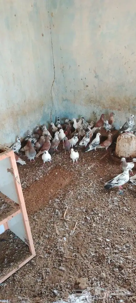 حمام باكستاني وبلدي احمر وابيض الموقع حلي كنانه 1