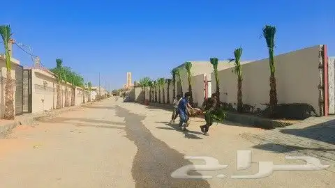 توجد لدينا جميع انواع النخيل الزينه والمثمر العربي جميع مقاس 4
