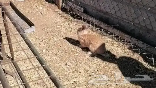 ذكر أرنب منتج (تم البيييع) 0