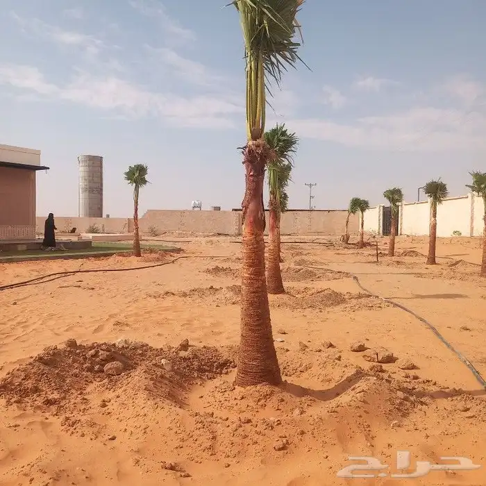 نخيل جوده عاليه الغاط المجمعه الزلفي شقراء الدوادمي 9