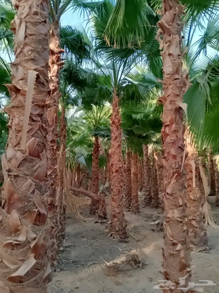 نخل واشنطني امريكي 9