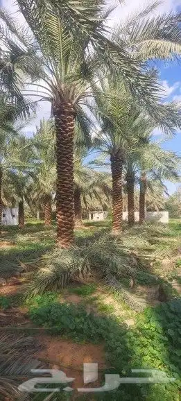 نخل للبيع جميع المقاسات 1