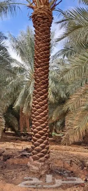 نخل للبيع جميع المقاسات 6