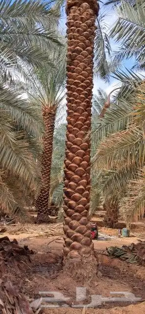 نخل للبيع جميع المقاسات 0