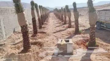 نقوم بجميع اشغال النخيل قلع غرس توريد تكريب فسايل نقايل عربي 3