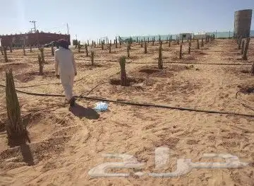 نقوم بجميع اشغال النخيل قلع غرس توريد تكريب فسايل نقايل عربي 7