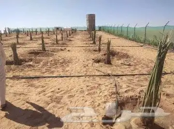 نقوم بجميع اشغال النخيل قلع غرس توريد تكريب فسايل نقايل عربي 0