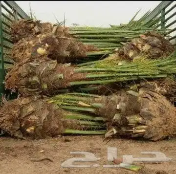 نقوم بجميع اشغال النخيل قلع غرس توريد تكريب فسايل نقايل عربي 5