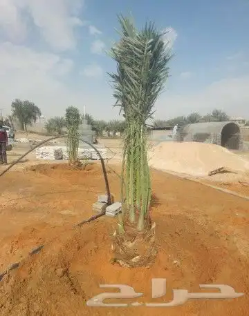 تكريب وتنضيف ورش النخل 3