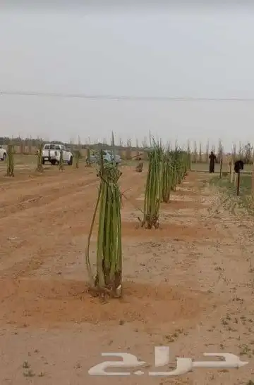 نقوم بجميع اشغال النخيل قلع غرس توريد تكريب فسايل نقايل عربي 8