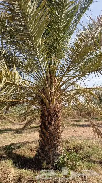 نخل للبيع جميع المقاسات 7