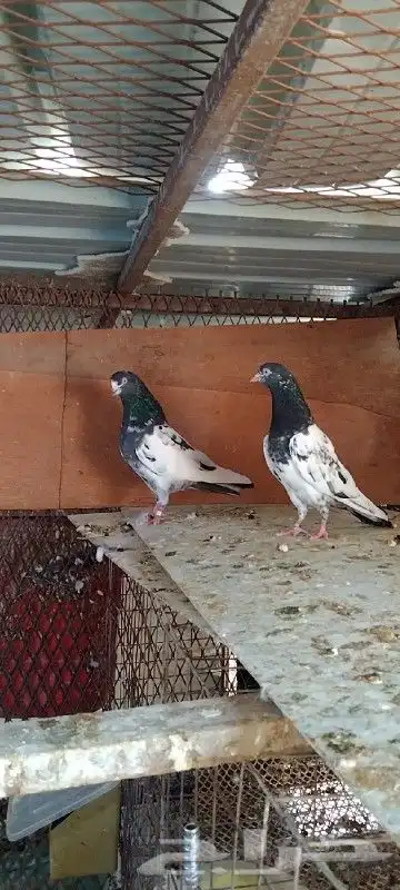 تم البيع زوج تيدي للبيع. تم البيع 4