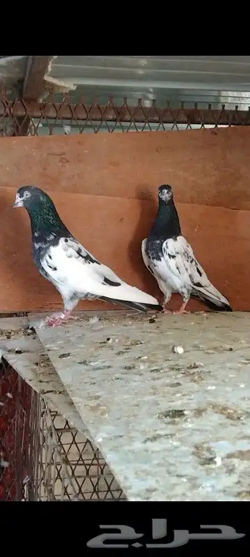 تم البيع زوج تيدي للبيع. تم البيع 5