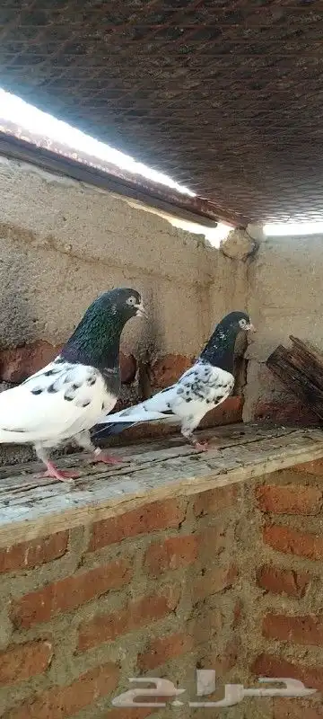 تم البيع زوج تيدي للبيع. تم البيع 2