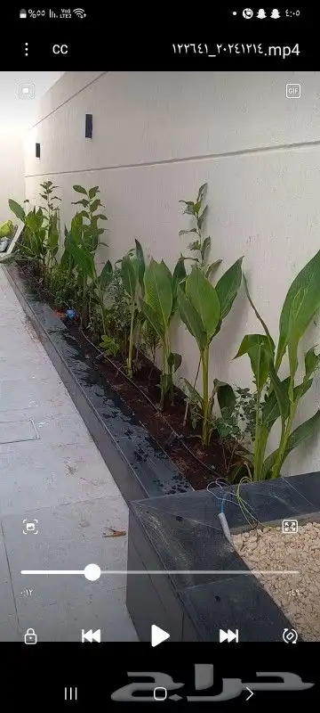 زراعه الورد الطبيعى والتيل الطبيعى 3