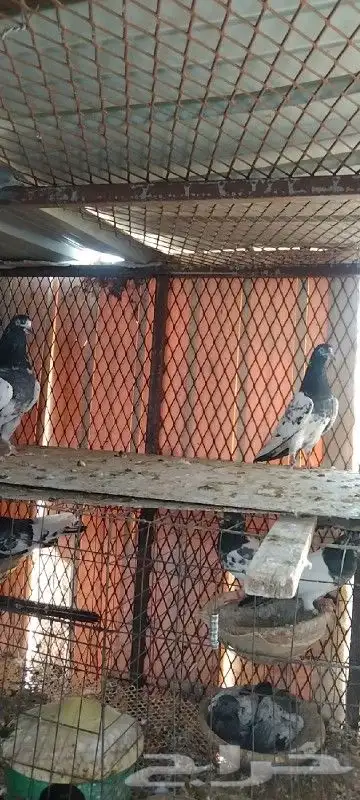 تم البيع زوج تيدي للبيع. تم البيع 8