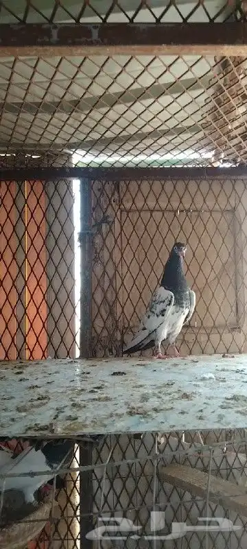 تم البيع زوج تيدي للبيع. تم البيع 7