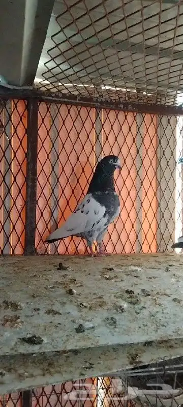 تم البيع زوج تيدي للبيع. تم البيع 0