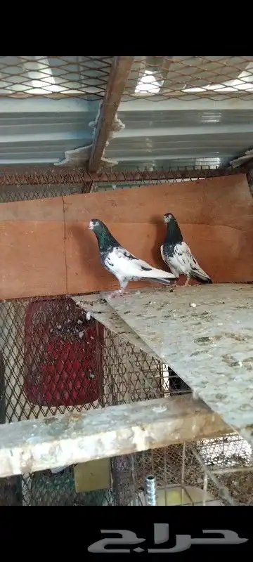 تم البيع زوج تيدي للبيع. تم البيع 6