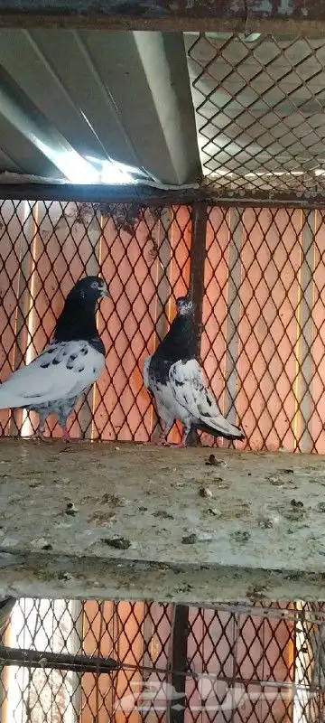 تم البيع زوج تيدي للبيع. تم البيع 3