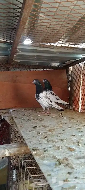 تم البيع زوج تيدي للبيع. تم البيع 1