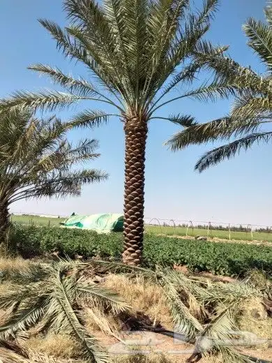 نخل للبيع جميع المقاسات 2