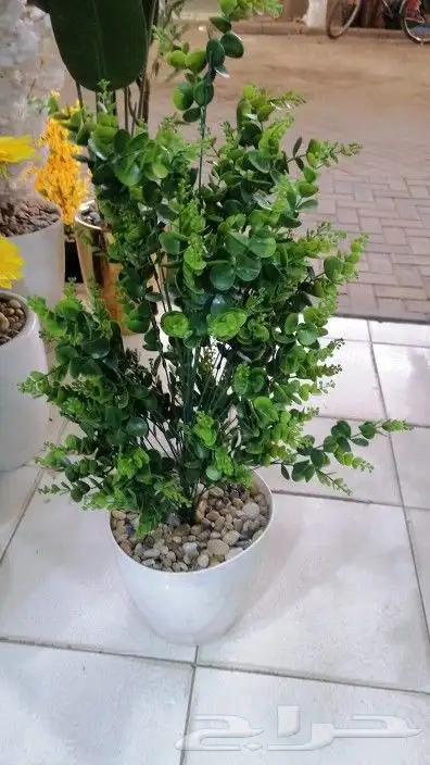 زراعه الورد الطبيعى والتيل الطبيعى 1