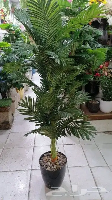 زراعه الورد الطبيعى والتيل الطبيعى 4