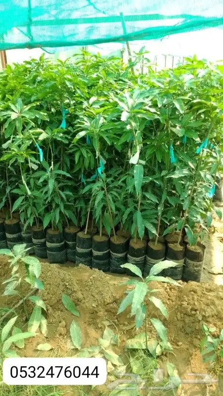 يوجد لدينا المانجو الباباي الموز 0