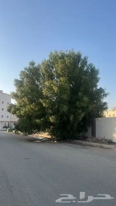معلم حازم قص الاشجار وزراعه النخيل وجميع انواع الاشجار وزراع 8