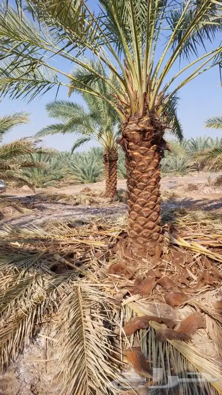 نخل للبيع جميع المقاسات 8