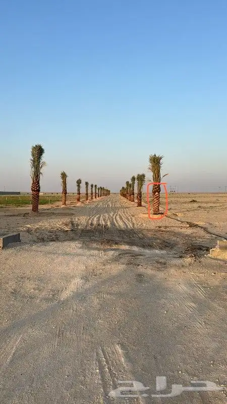 نقوم بجميع اشغال النخيل قلع غرس توريد تكريب فسايل نقايل عربي 1